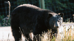 Photo prise ours dans un parc national